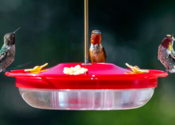 The secret to attracting hummingbirds to your yard—plants with red, tubular, sweet flowers that become veritable nectar magnets