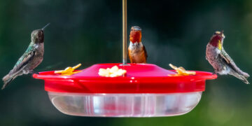 The secret to attracting hummingbirds to your yard—plants with red, tubular, sweet flowers that become veritable nectar magnets