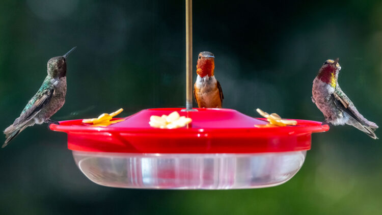 The secret to attracting hummingbirds to your yard—plants with red, tubular, sweet flowers that become veritable nectar magnets
