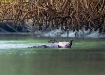 Confirmed - a young crocodile steals a dead pig, crosses 7 km of river, and challenges the alpha males of Queensland