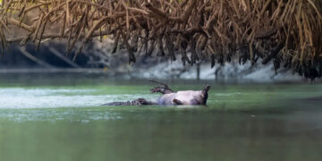 Confirmed - a young crocodile steals a dead pig, crosses 7 km of river, and challenges the alpha males of Queensland
