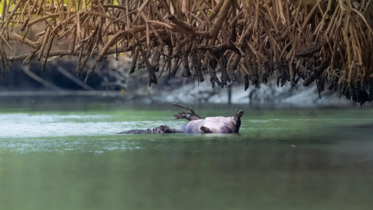 Confirmed - a young crocodile steals a dead pig, crosses 7 km of river, and challenges the alpha males of Queensland