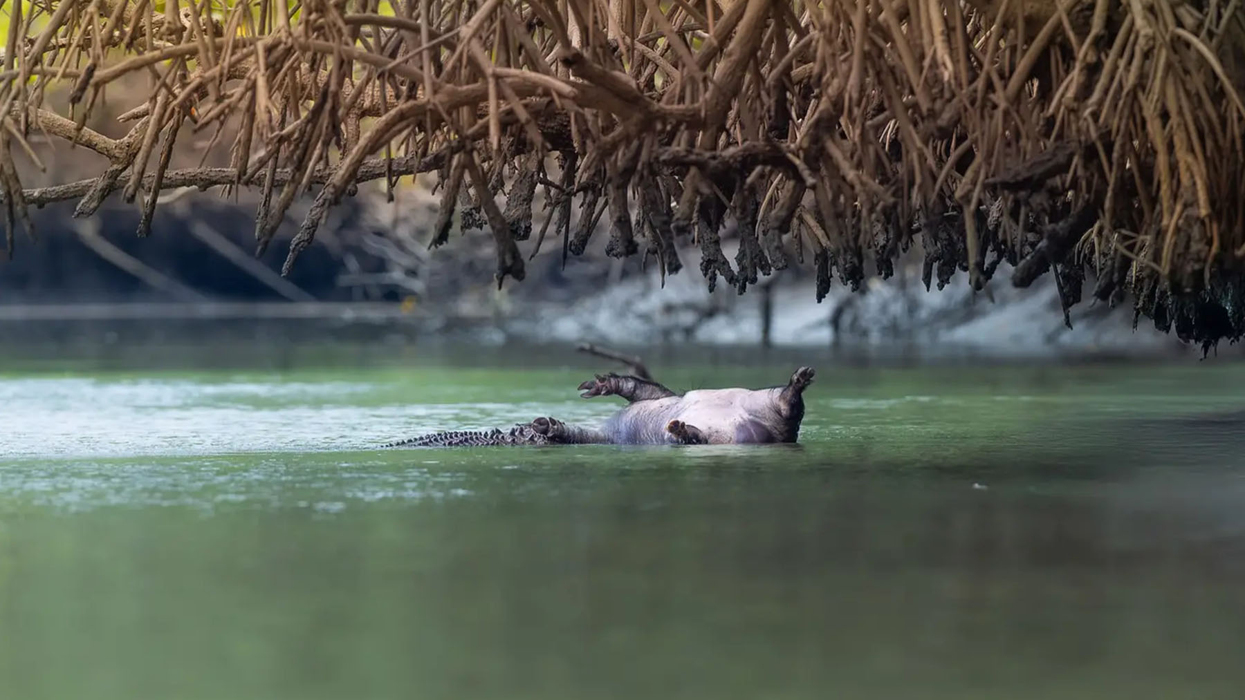 Confirmed - a young crocodile steals a dead pig, crosses 7 km of river, and challenges the alpha males of Queensland