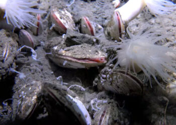 It's official - life discovered 9,500 meters deep in the Pacific and could rewrite the planet's biological boundaries