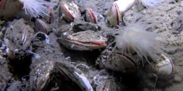 It's official - life discovered 9,500 meters deep in the Pacific and could rewrite the planet's biological boundaries