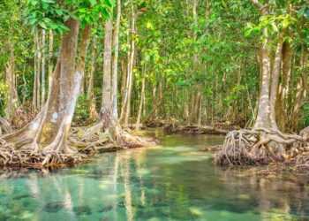 Confirmed - mangroves and coastal marshes store up to 30 billion tons of CO₂ and could save the planet