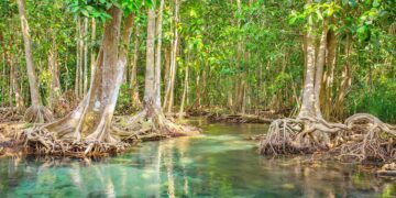 Confirmed - mangroves and coastal marshes store up to 30 billion tons of CO₂ and could save the planet