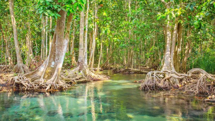 Confirmed - mangroves and coastal marshes store up to 30 billion tons of CO₂ and could save the planet