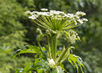 The most dangerous plant in the US could be in your garden—it looks harmless with its white flowers, but its sap destroys your DNA and can leave you blind