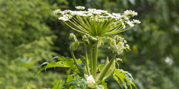 The most dangerous plant in the US could be in your garden—it looks harmless with its white flowers, but its sap destroys your DNA and can leave you blind