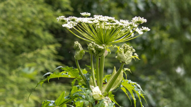 The most dangerous plant in the US could be in your garden—it looks harmless with its white flowers, but its sap destroys your DNA and can leave you blind