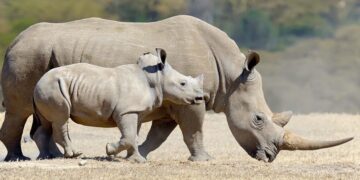 Scientists recover intact proteins from a 24-million-year-old rhinoceros tooth—this discovery revolutionized molecular paleontology