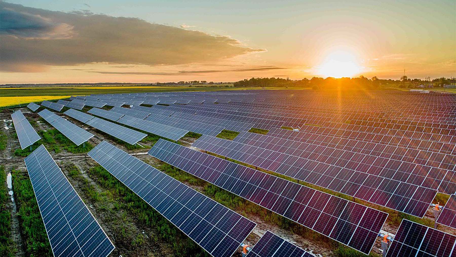 Goodbye to roofs covered in panels—this is how Australia's revolutionary “solar garden” works, promising almost free energy using technology copied from nature
