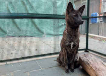 Confirmed—Dogxim, the hybrid female between a domestic dog and a pampas fox, was validated by DNA analysis and surprised the global scientific community