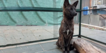 Confirmed—Dogxim, the hybrid female between a domestic dog and a pampas fox, was validated by DNA analysis and surprised the global scientific community