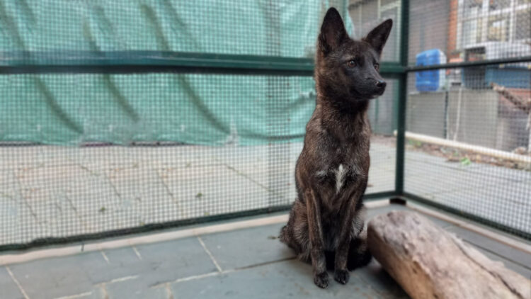 Confirmed—Dogxim, the hybrid female between a domestic dog and a pampas fox, was validated by DNA analysis and surprised the global scientific community