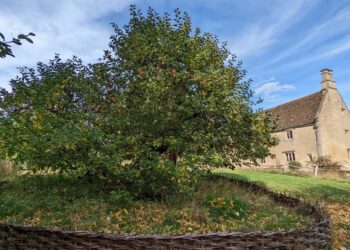 Newton's tree still exists—the story of the apple that inspired gravity