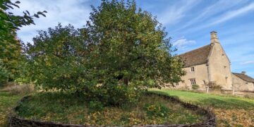 Newton's tree still exists—the story of the apple that inspired gravity