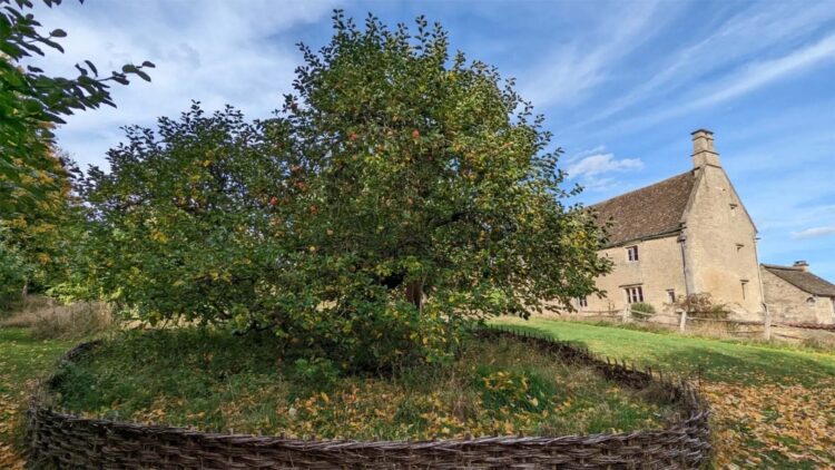 Newton's tree still exists—the story of the apple that inspired gravity
