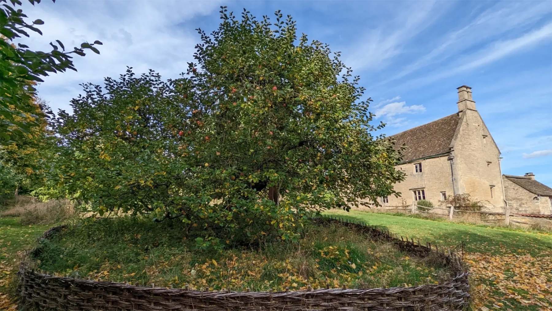Newton's tree still exists—the story of the apple that inspired gravity