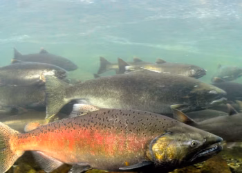 Scientific alert—U.S. rivers are experiencing heat waves that are more intense and dangerous than the air, putting salmon and trout at risk