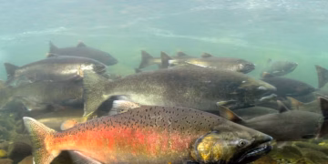 Scientific alert—U.S. rivers are experiencing heat waves that are more intense and dangerous than the air, putting salmon and trout at risk