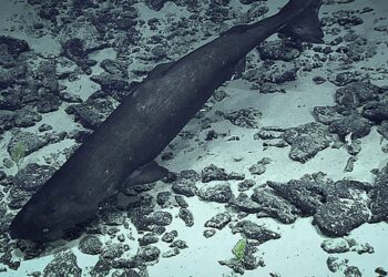 Sea monsters at 1,600 meters—Chinese scientists throw a cow into the ocean and reveal the secret behavior of giant sleeping sharks