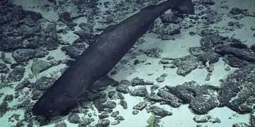 Sea monsters at 1,600 meters—Chinese scientists throw a cow into the ocean and reveal the secret behavior of giant sleeping sharks