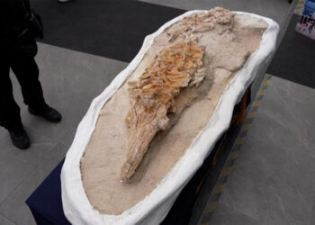 Confirmed—Peruvian paleontologists unearth a marine fossil in Ocucaje that rewrites the history of the Pacific and surprises with its state of preservation