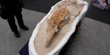 Confirmed—Peruvian paleontologists unearth a marine fossil in Ocucaje that rewrites the history of the Pacific and surprises with its state of preservation