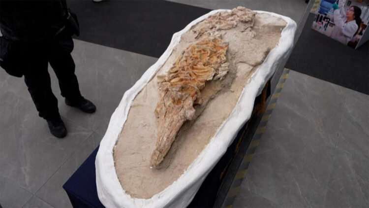 Confirmed—Peruvian paleontologists unearth a marine fossil in Ocucaje that rewrites the history of the Pacific and surprises with its state of preservation