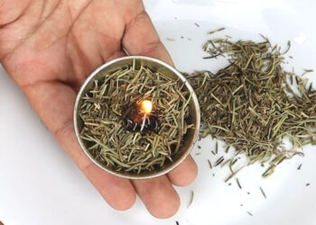 Goodbye to chemical air fresheners—the ritual of burning rosemary is making a comeback and promises to purify your home naturally and without toxins