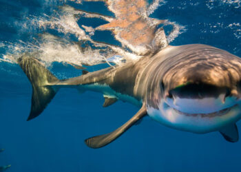 The surprising truth about sharks—a new study reveals that they spent millions of years on the ocean floor before conquering the open ocean