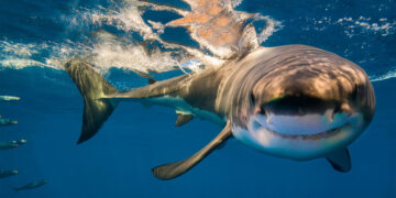 The surprising truth about sharks—a new study reveals that they spent millions of years on the ocean floor before conquering the open ocean