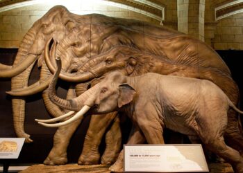 Impact on science—two fossil teeth in Canada reveal that woolly mammoths and Columbian mammoths had hybrid offspring during the Late Pleistocene