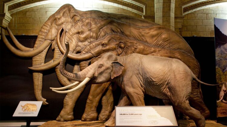 Impact on science—two fossil teeth in Canada reveal that woolly mammoths and Columbian mammoths had hybrid offspring during the Late Pleistocene