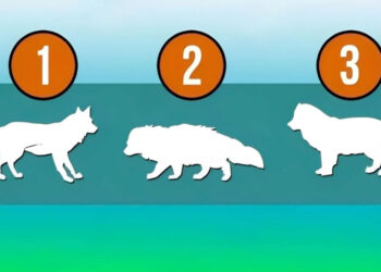 Choose a wolf and discover what your psychology says about intuition, resilience, and self-image according to psychology