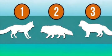 Choose a wolf and discover what your psychology says about intuition, resilience, and self-image according to psychology