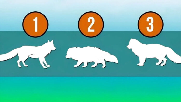 Choose a wolf and discover what your psychology says about intuition, resilience, and self-image according to psychology