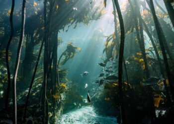 Confirmed—the Coral Triangle is the most biodiverse ecosystem on the planet, but overfishing and climate change are destroying it