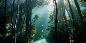 Confirmed—the Coral Triangle is the most biodiverse ecosystem on the planet, but overfishing and climate change are destroying it