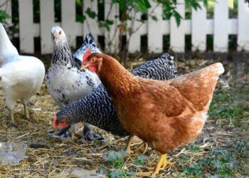 Goodbye to backyard chickens—the law allowing them in Missouri was declared unconstitutional on technical grounds