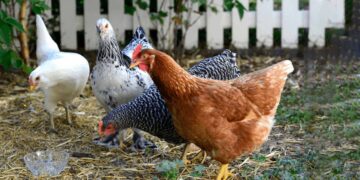 Goodbye to backyard chickens—the law allowing them in Missouri was declared unconstitutional on technical grounds