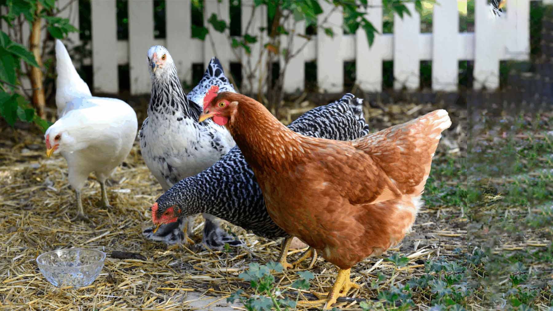 Goodbye to backyard chickens—the law allowing them in Missouri was declared unconstitutional on technical grounds