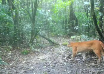 The amazing discovery in Thailand—a camera trap captures the mysterious “fire tiger” of legend