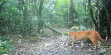 The amazing discovery in Thailand—a camera trap captures the mysterious “fire tiger” of legend