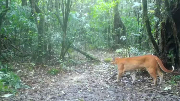 The amazing discovery in Thailand—a camera trap captures the mysterious “fire tiger” of legend