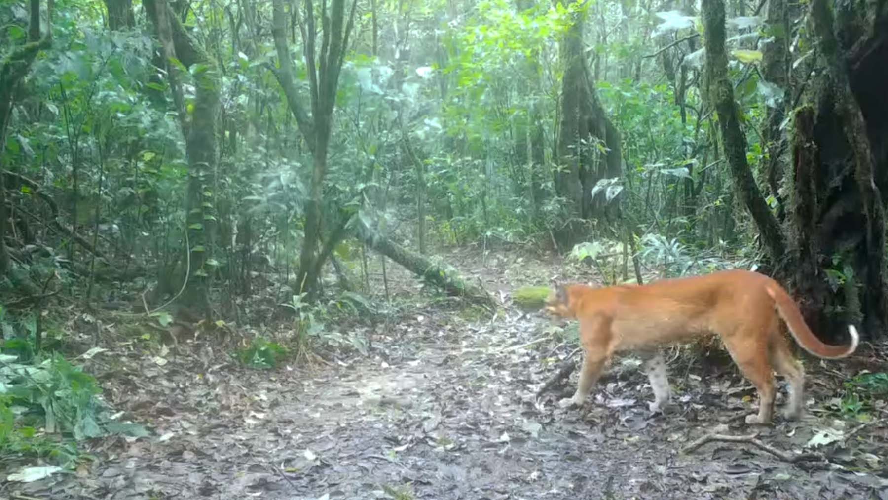 The amazing discovery in Thailand—a camera trap captures the mysterious “fire tiger” of legend