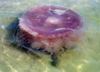 The impressive discovery in Texas—the “evil pink jellyfish” appears, a giant creature that feeds on other jellyfish and was almost unknown