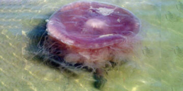 The impressive discovery in Texas—the “evil pink jellyfish” appears, a giant creature that feeds on other jellyfish and was almost unknown